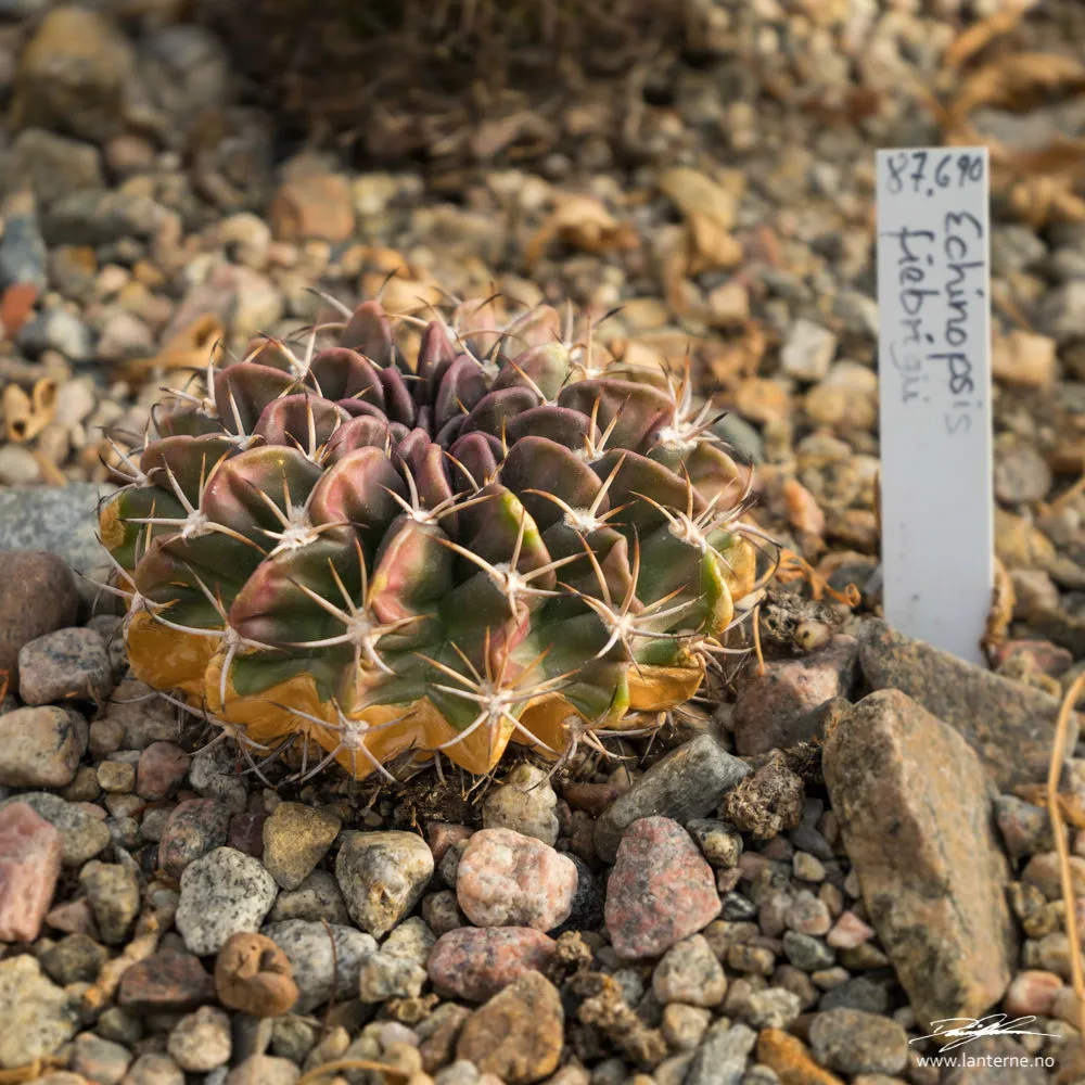 echinopsis fiebrigii kaktus drivhus