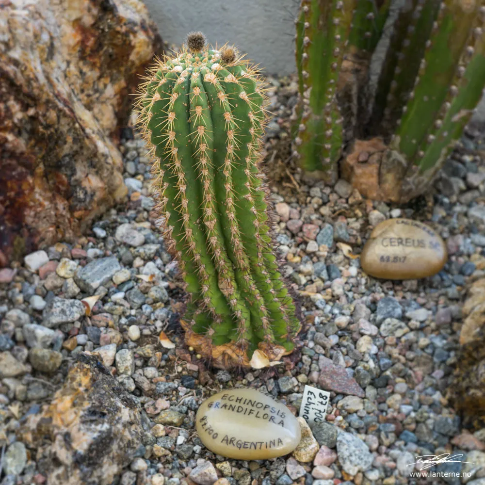 echinopsis grandiflora kaktus drivhus
