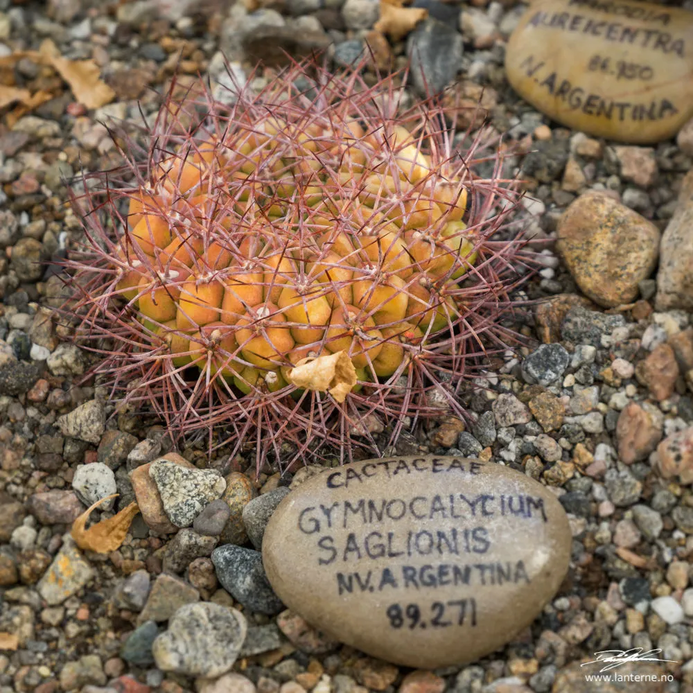 gymnocalycium saglionis kaktus drivhus