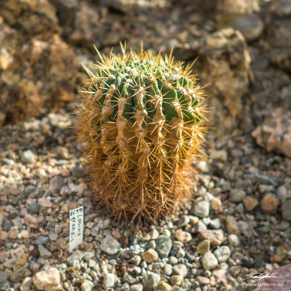 lobivia grandis kaktus drivhus