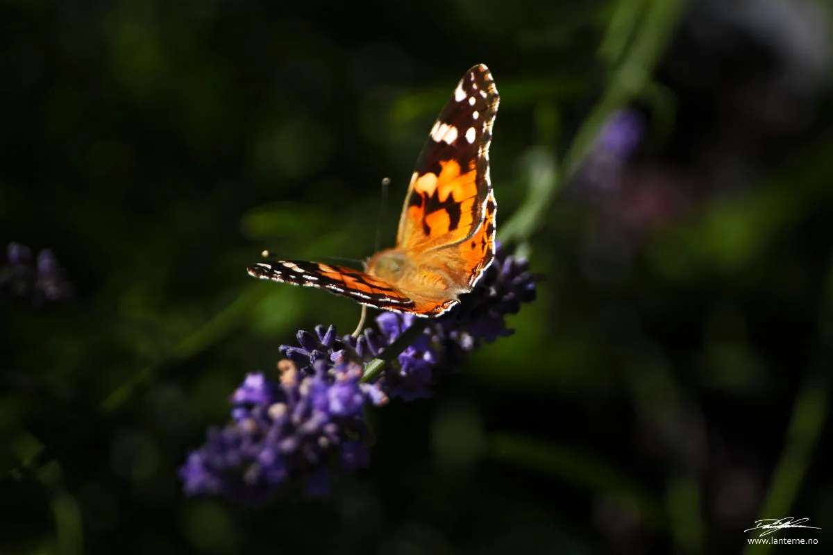 fine bilder sommerfugl blomst