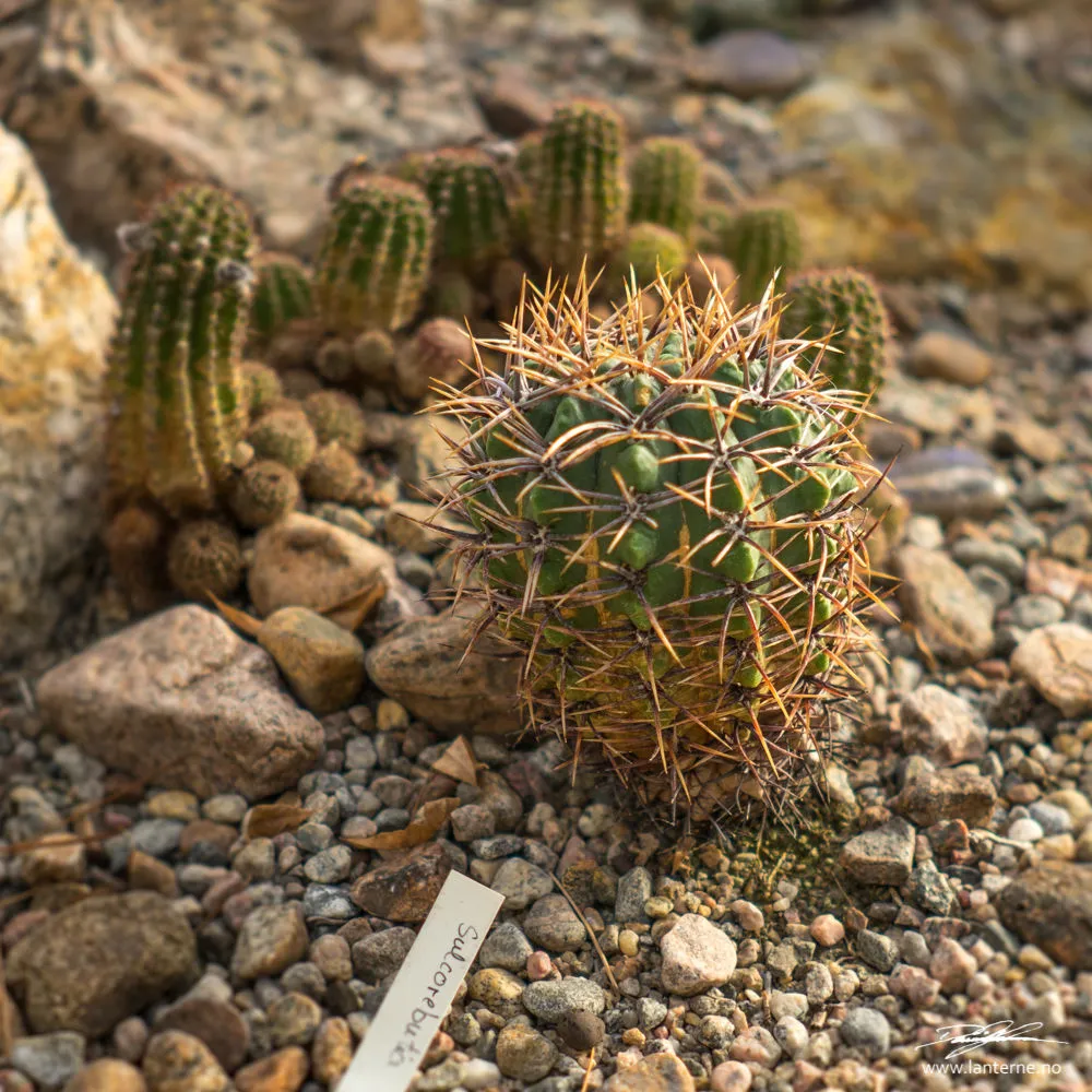 sulcorebutia kaktus drivhus